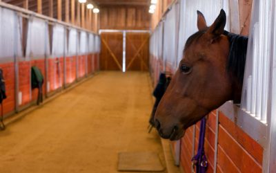Paardensportaccommodatie geen onderdeel eigen woning