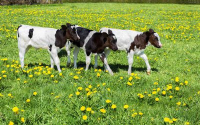 Fosfaatrechten komen toe aan opfokker