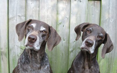 Jachtkosten niet zakelijk